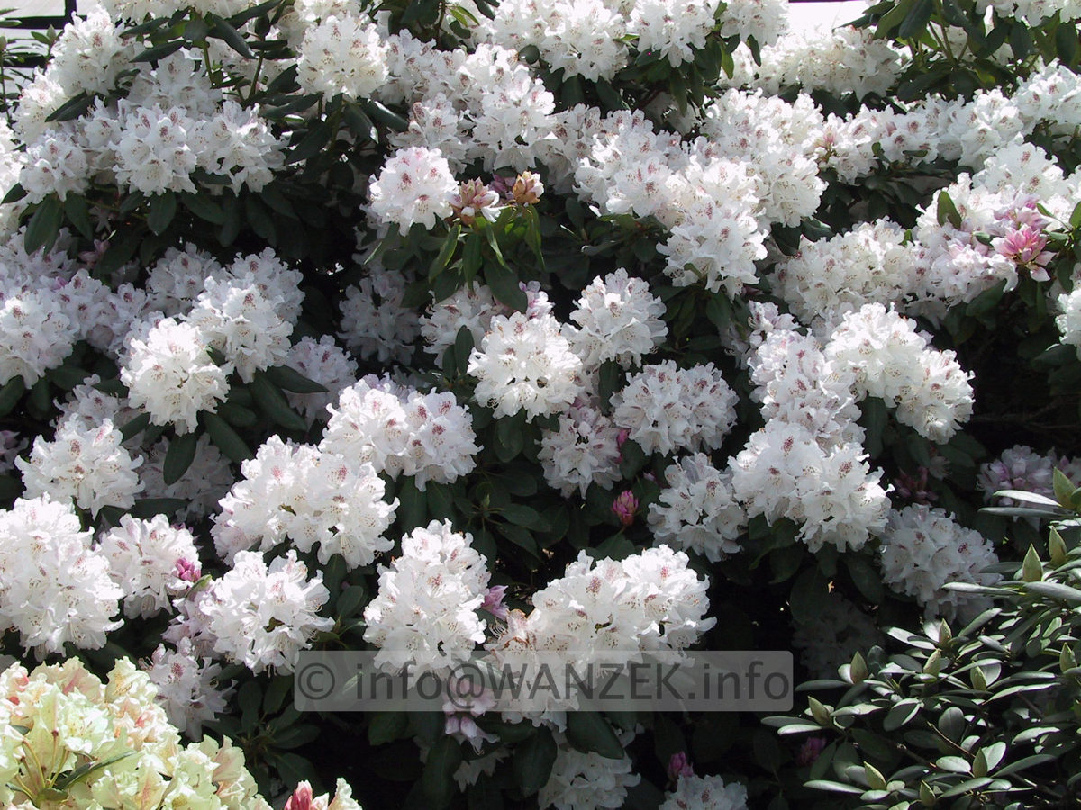 Rhododendron Bismarck - Sol bluehend nah.JPG